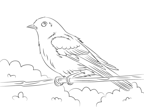 Eastern Bluebird Coloring Page